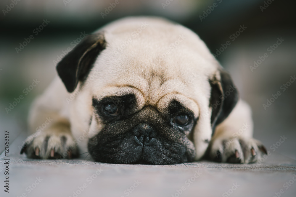 Obraz premium lovely lonely white fat cute pug dog laying on the floor making sadly face with home outdoor surrounding background under morning sunlight