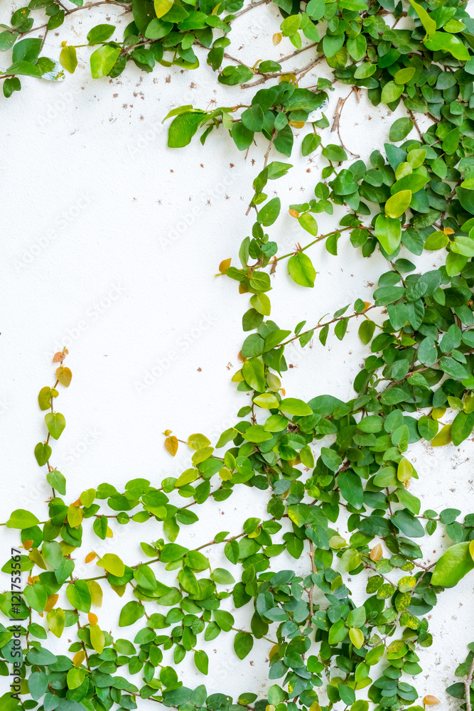 white wall with ivy plant white wall with ivy plant