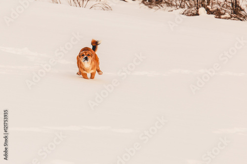 red dog in the snow