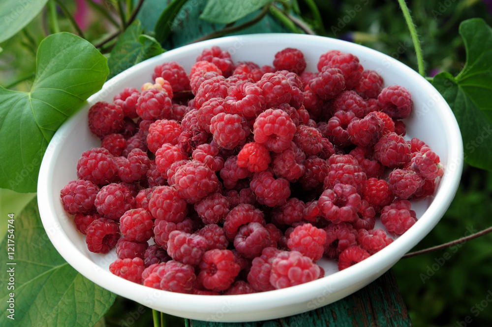 ripe juicy red raspberries on a white plate ripe juicy red raspberries on a white plate