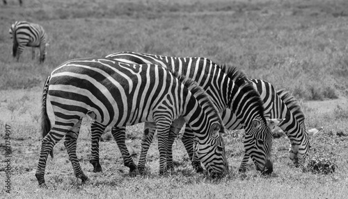 Three Zebra grazing on the Serengeti Plains  Tanzania