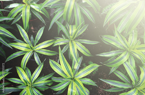 The plant in the greenhouse. Plants is a hobby which soothes.