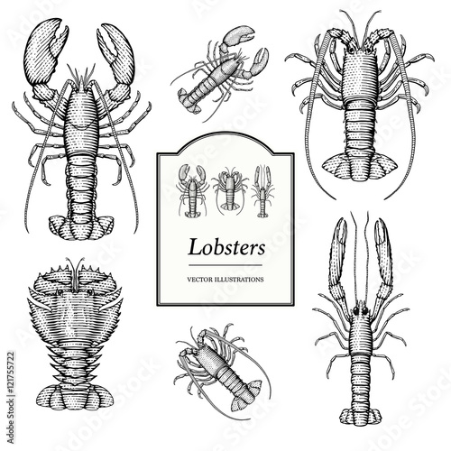 Lobster Illustrations in a vintage style