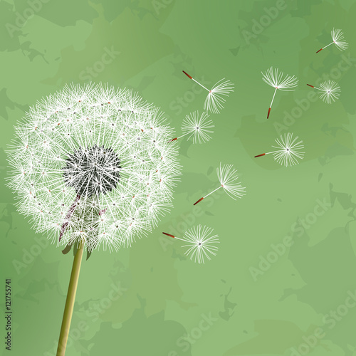 Vintage floral green background with flower dandelion