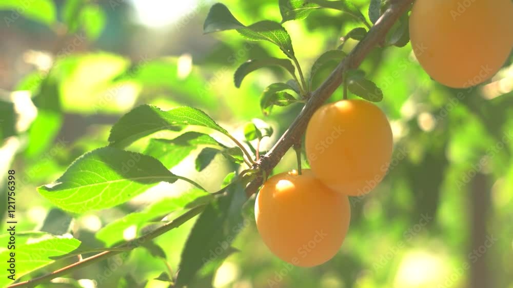 Colorful fruits on branch. Sunshine and leaves. New sort of cherry plums. Grown without chemicals. Colorful fruits on branch. Sunshine and leaves. New sort of cherry plums. Grown without chemicals.