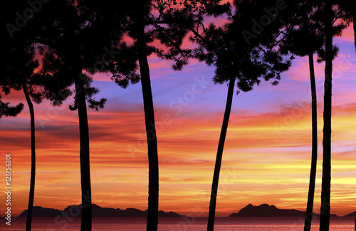 silhouette of trees at sunset in the beach