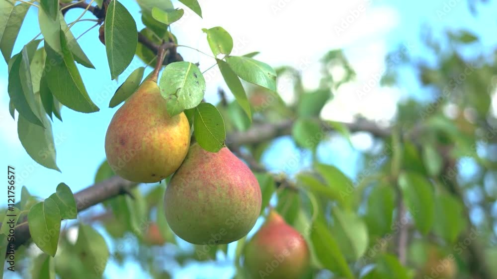 Pears and green leaves. Branch of tree with fruits. Ripe, juicy and sweet. Best ecological conditions. Pears and green leaves. Branch of tree with fruits. Ripe, juicy and sweet. Best ecological conditions.