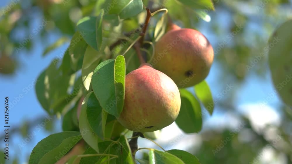 Ripe pears and green leaves. Tree branch moving in wind. Fruits grown without chemicals. Little gifts from mother nature.