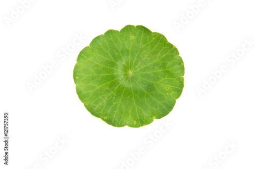green asiatic pennywort isolated on white background