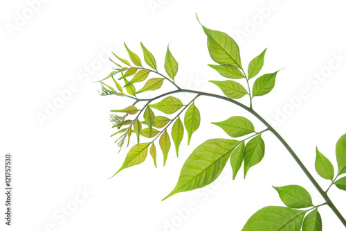 Close up of green leaves on white background isolated