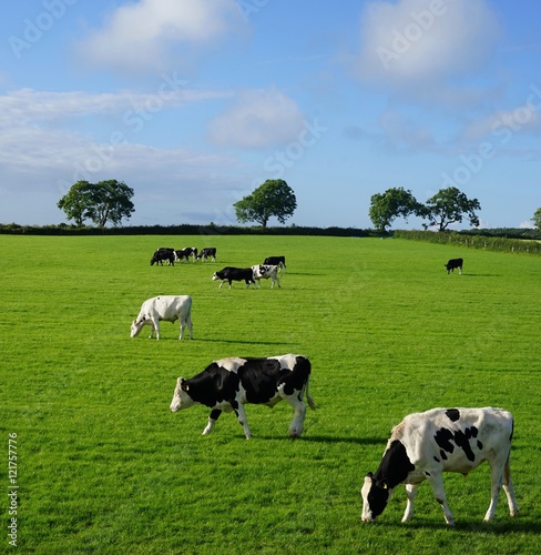 Irische Landschaft mit schwarz-weißen Kühen