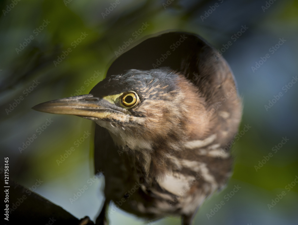 Fototapeta premium A Green Heron looks at the camera as the morning sun creates a spotlight effect on its head.