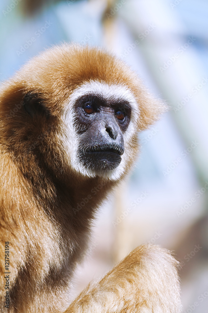 monkey portrait, Gibbon monkey portrait, Gibbon