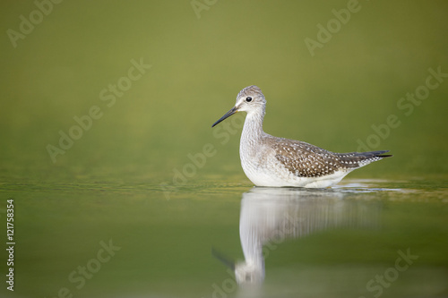 A Lesser Yellowlegs wades in the shallow water early in the morning against a soft green background with a reflection.