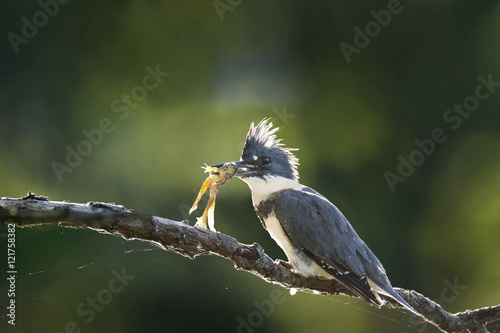 A Belted Kingfisher perches on a branch with a freshly caught frog in its beak with the bright sun back lighting it.
