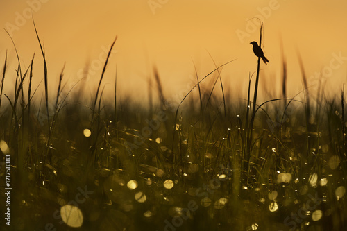 A Seaside Sparrow perches on a tall piece of marsh grass just after sunrise in the marsh creating a silhouette against the orange sky.