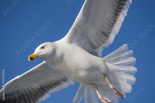 A Great Black-backed Gull flying against a bright blue sky on a sunny day.
