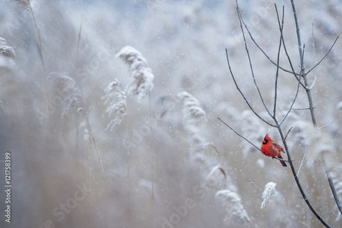 A male Northern Cardinal perches on a branch on a cold snowy day in winter.