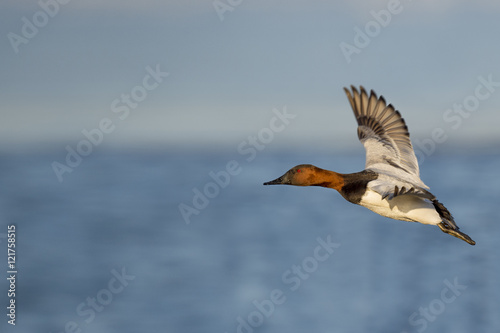A male Canvasback duck flies in front of a blue river and sky on a sunny afternoon. © rayhennessy