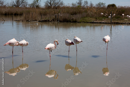 flamants roses en camargue - france