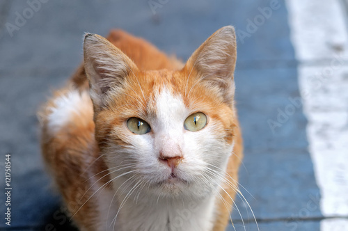 Portrait of the red cat looking in the camera