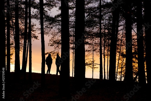 Forest Twilight Background