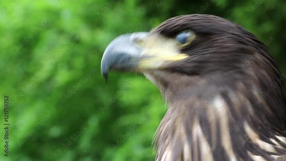 Female eagle, bird of prey. Sea eagle close up Female eagle, bird of prey. Sea eagle close up