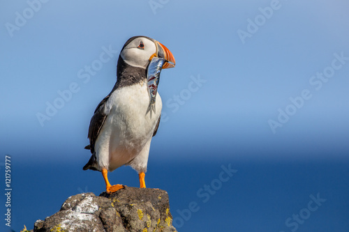 Canvas Print Puffin with fish