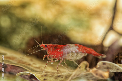 Freshwater shrimp closeup shot in aquarium (genus Neocaridina)