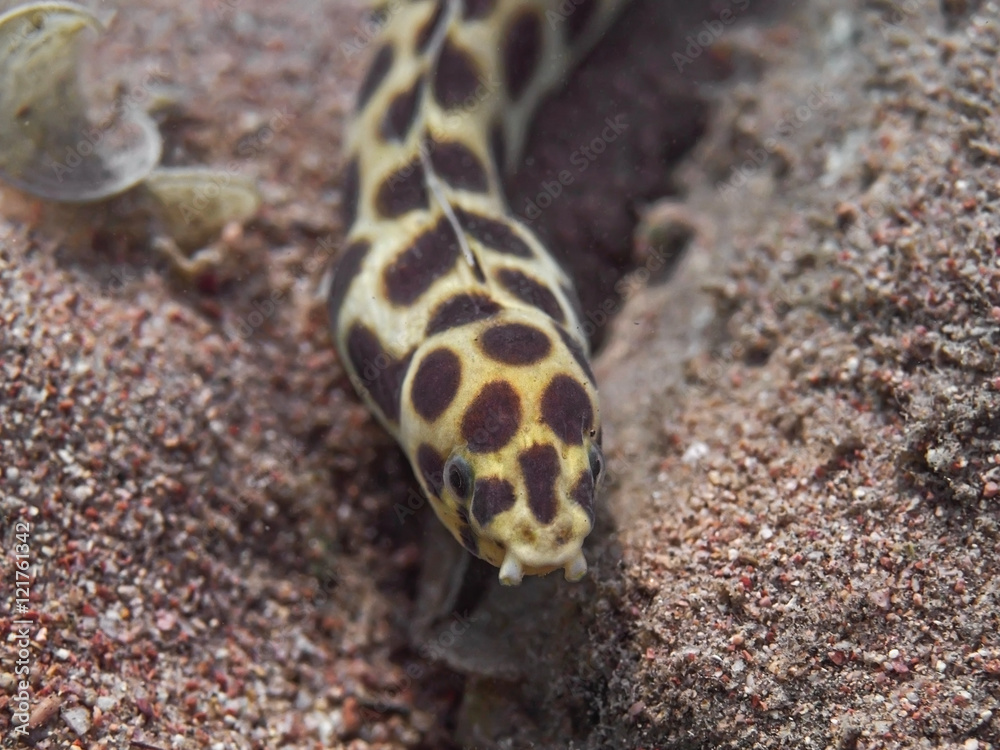 Spotted snake eel (Myrichthys maculosus) fish on the sea bottom Spotted snake eel (Myrichthys maculosus) fish on the sea bottom