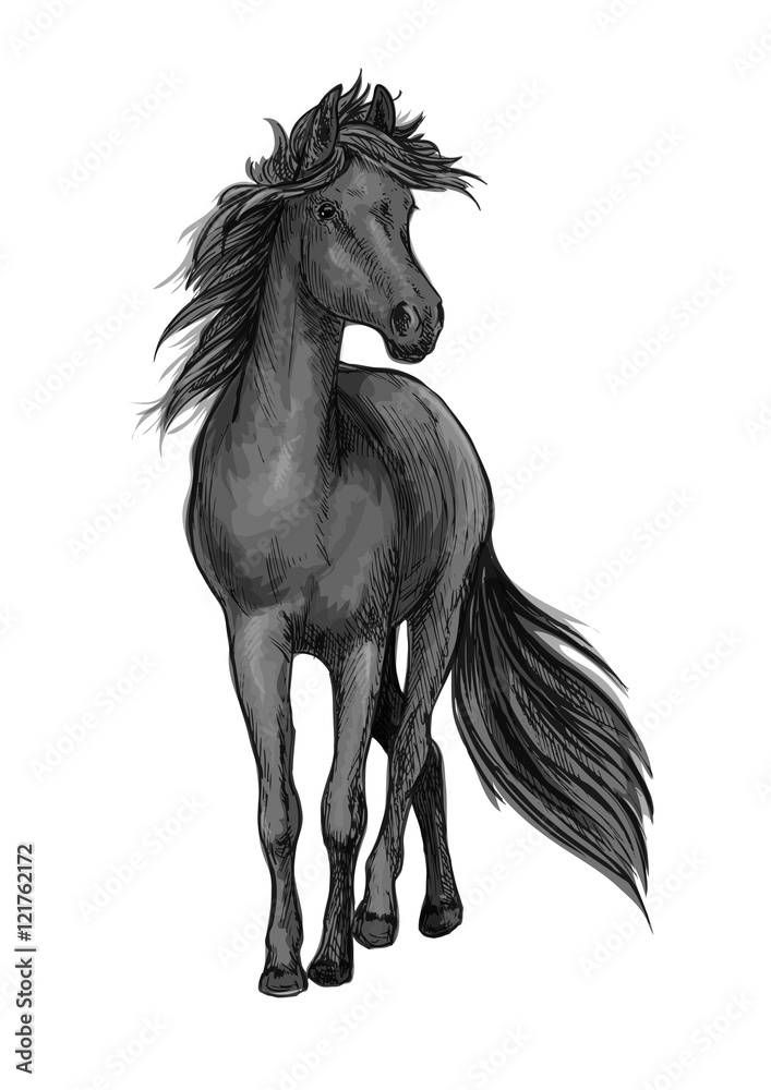 Walking black horse sketch portrait