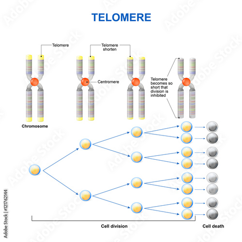 Telomere