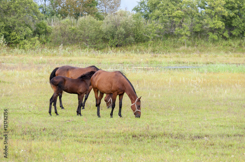 Horses grazing in a pasture  