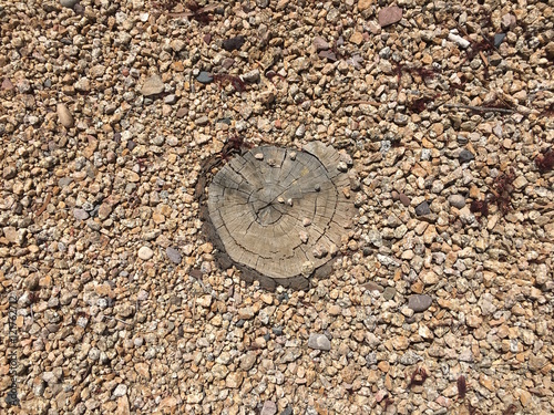 Tree stump in gravel