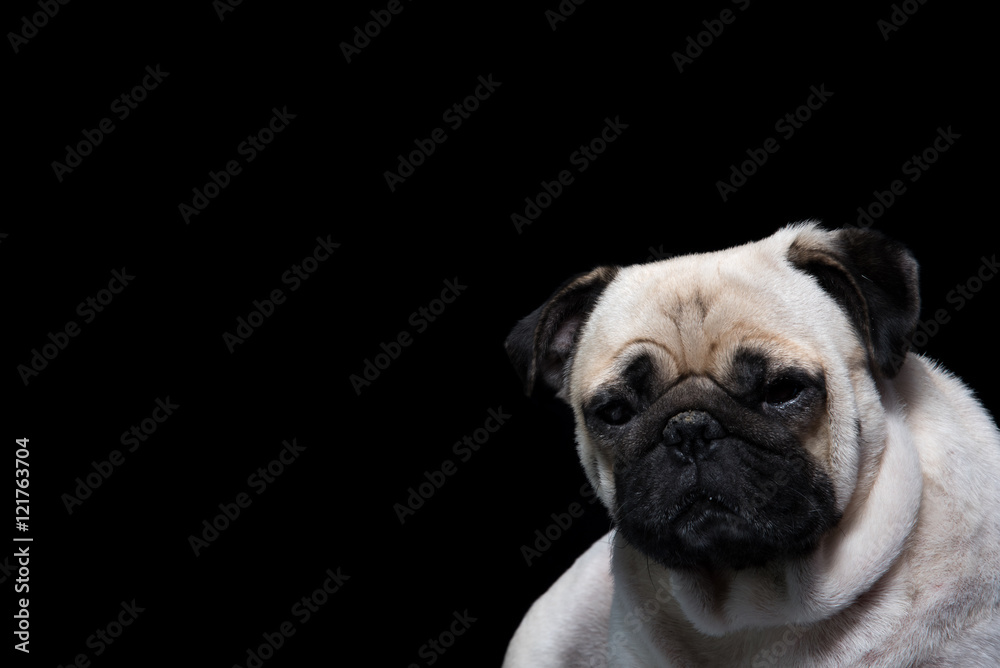 Pug Dog Black background