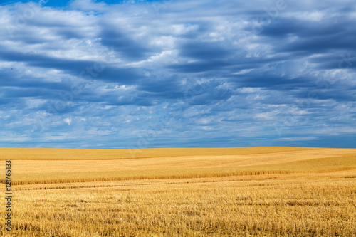 Wheat fields and clouds in Billings, Montana.  © harmantasdc