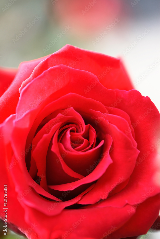 Fototapeta premium 赤色の薔薇