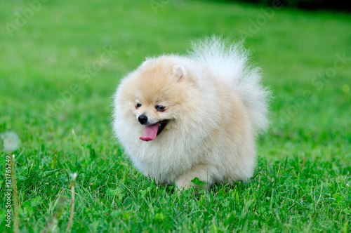 Fototapeta Naklejka Na Ścianę i Meble -  spitz, Pomeranian dog in city park