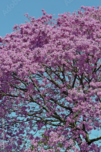 Flowery pink ipe under the cloudless blue sky