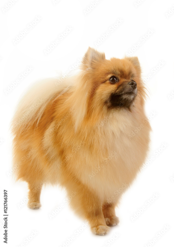 spitz, Pomeranian dog studio shot on white background spitz, Pomeranian dog studio shot on white background