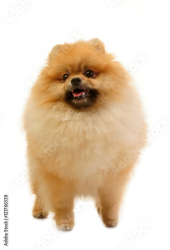 spitz, Pomeranian dog studio shot on white background 