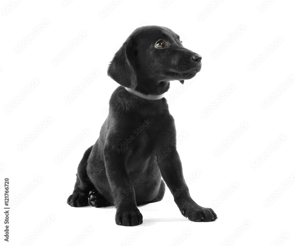 Cute Labrador puppy, isolated on white