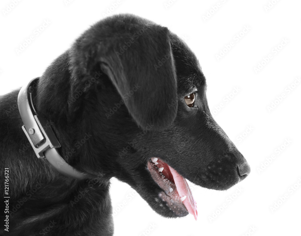 Cute Labrador puppy, isolated on white