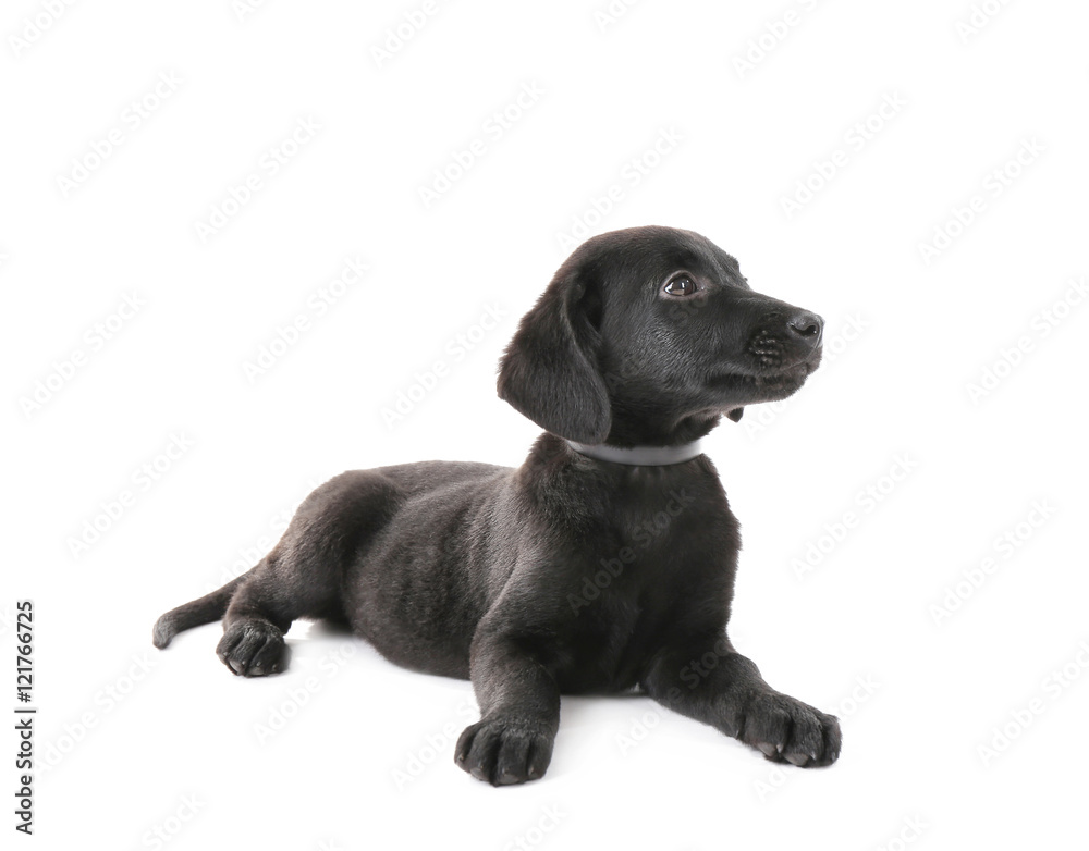 Cute Labrador puppy, isolated on white