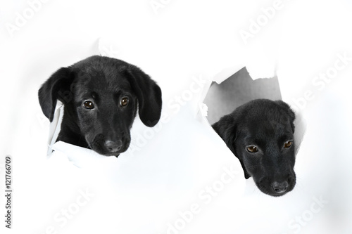 Funny Labrador puppies looking through paper