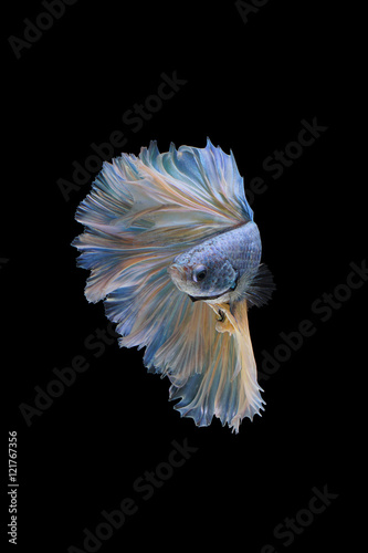 Isolated white and blue fighting fish on the black background.
