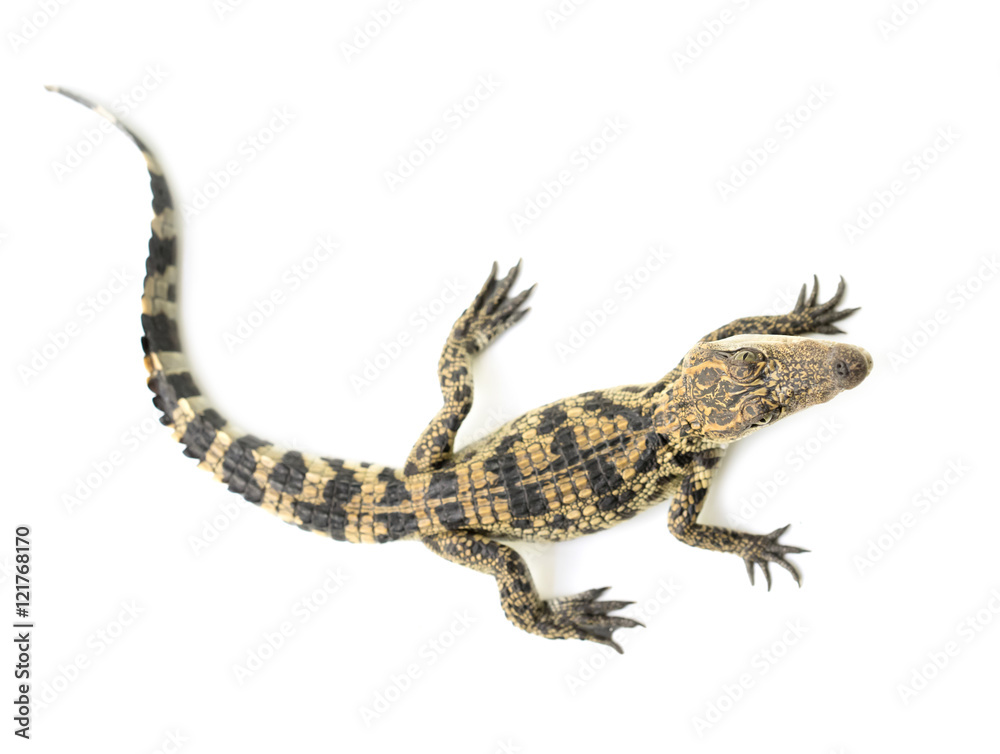 Naklejka premium młody krokodyl na białym tle