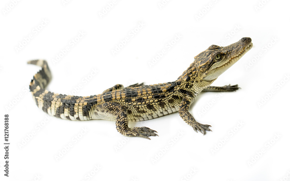 Naklejka premium young crocodile on white background