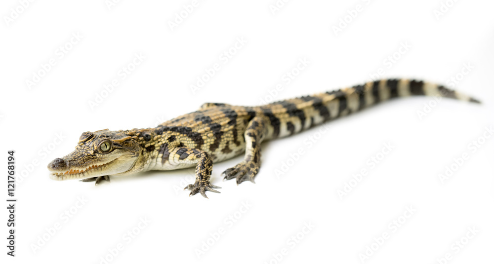 Naklejka premium young crocodile on white background