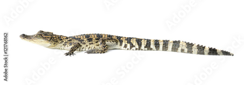 young crocodile on white background © anankkml
